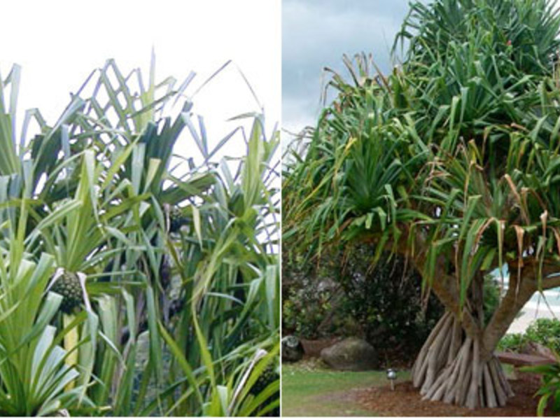 Il Pandanus Sandera è una pianta tropicale coltivata nelle case e negli uffici come pianta ornamentale.