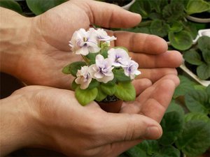 Regole per la cura delle violette a casa