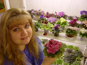 Recomanacions de floristes experimentats per al cultiu de violetes d'interior