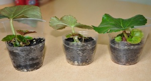 Beschrijving van kweekmethoden voor begonia's