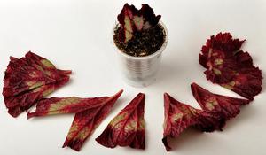Fokregels voor begonia's door bladstekken