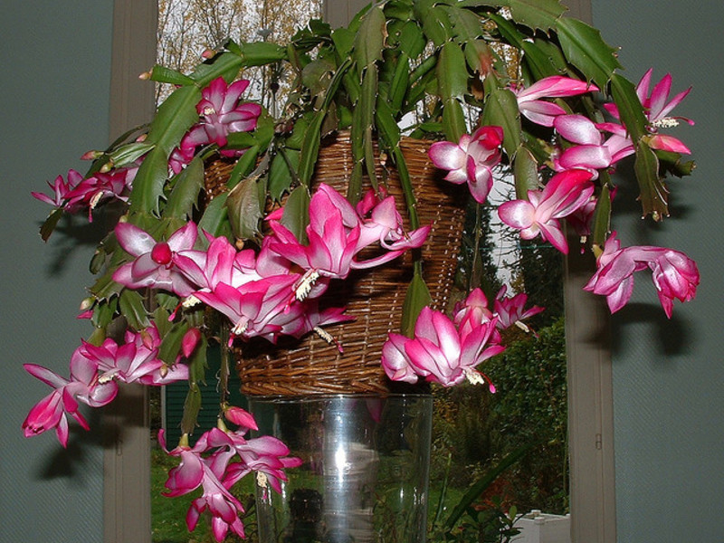 Plante til zygocactus i hjemmet