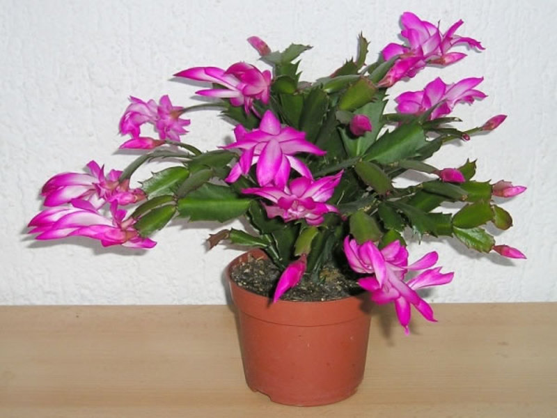 زهور Zygocactus