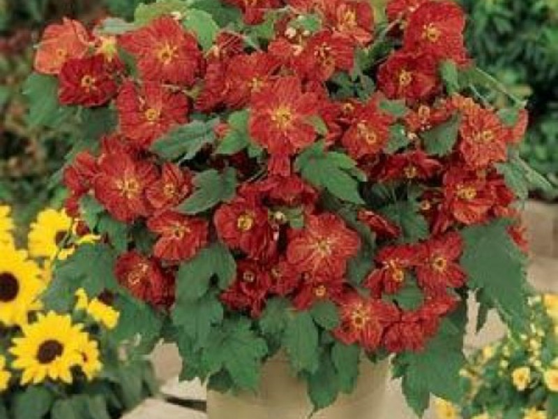 Vrste cvjetnih abutilona