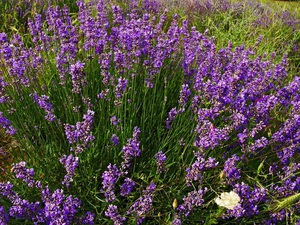 Penjagaan lavender wangi