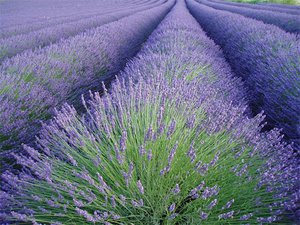 Lavendel veld