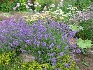 Lavendel in de tuin