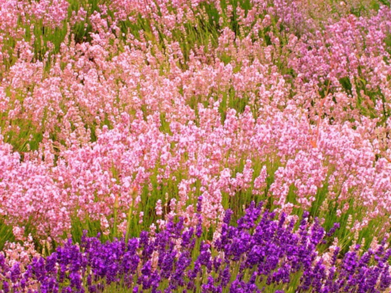 Beliebte Sorten und Arten von Lavendel