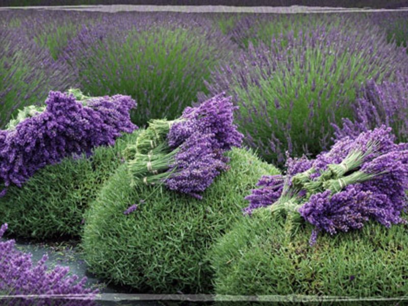 Lavendel kweken