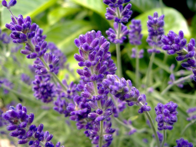 Ang mga nakapagpapagaling na katangian ng lavender