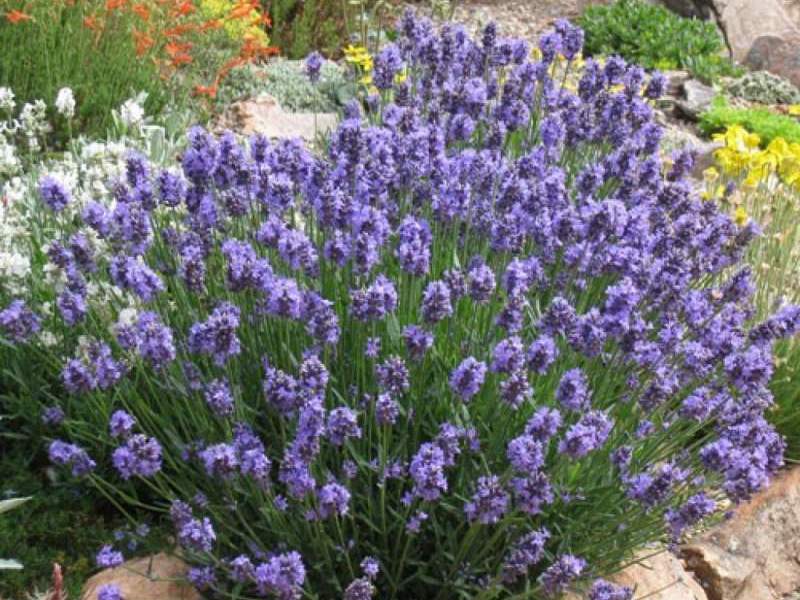 Paano inilalapat ang halaman ng lavender