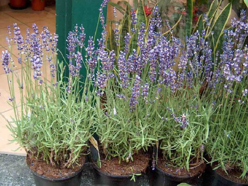 Lavender application