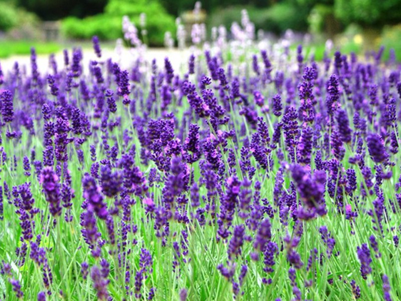 Tuoksuva laventeli