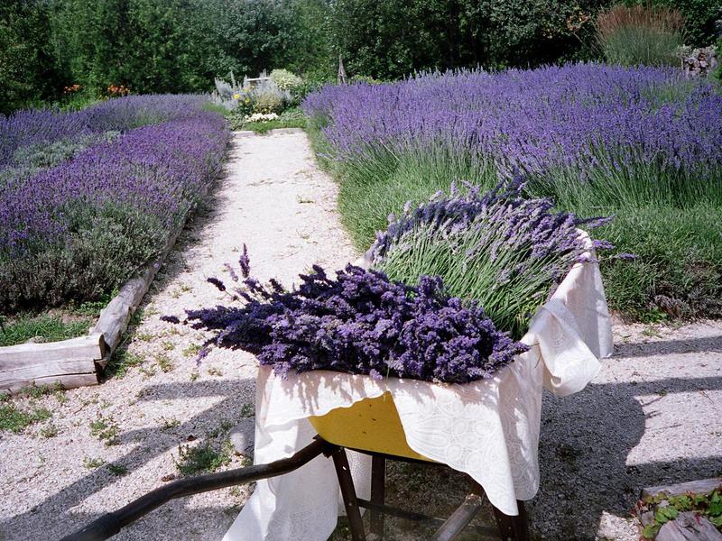 De genezende krachten van lavendel