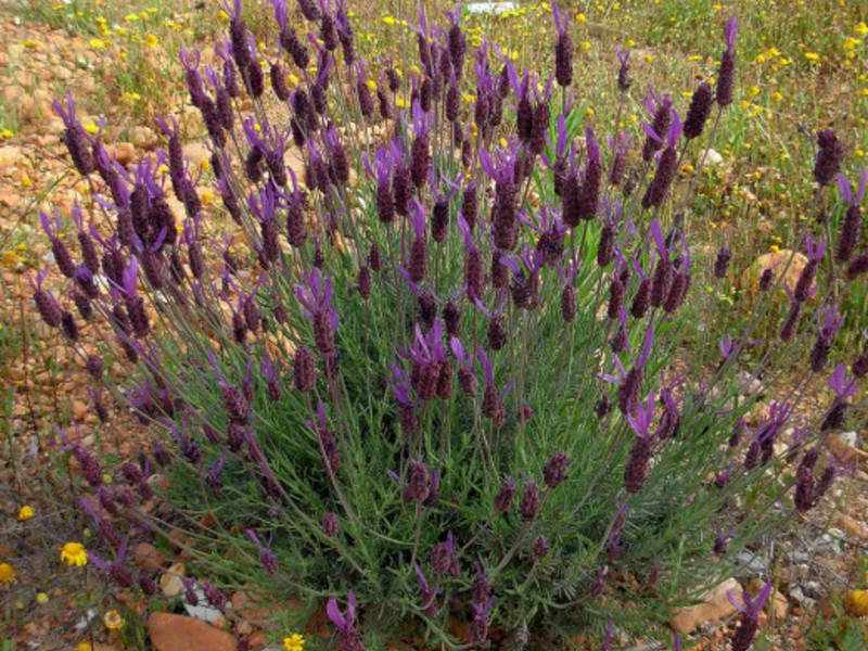 Lavender field sa paglubog ng araw