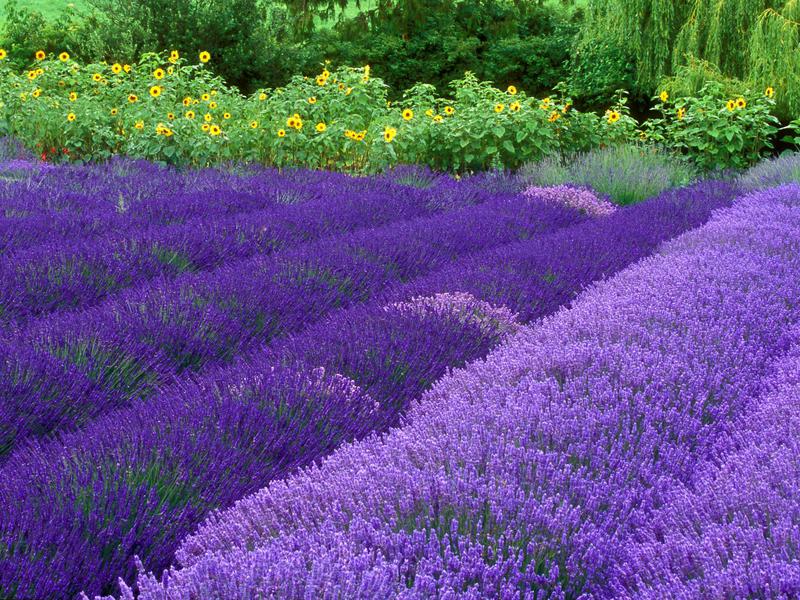 Waarom lavendel planten