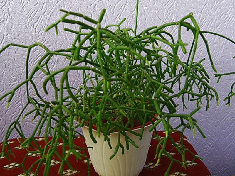 Kaktusy - Rhipsalis