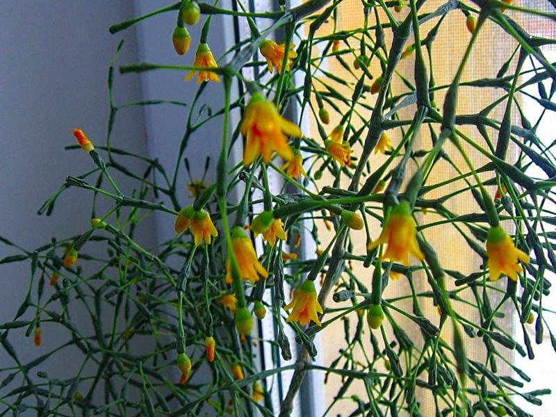 Ripsalis cactus a jeho druhy