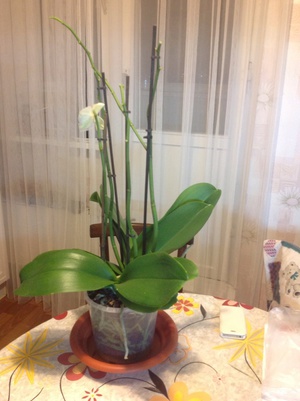 Vanning av Phalaenopsis orkideer