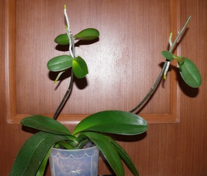 Hvordan man dyrker en orkidé derhjemme