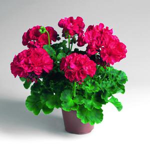 Pelargonium zonal: són flors de color vermell brillant, molt exuberants.