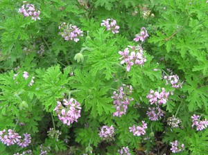 Pelargonij mirisni korisna je biljka za zdravlje.