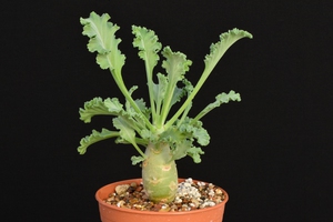 Pelargonium Klingardtense és l'espècie de gerani més inusual.
