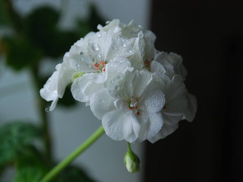 Hvid geranium - blomsten kan ses på billedet.