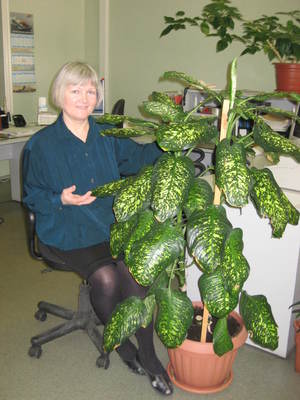La pianta della casa dieffenbachia è velenosa, devi prenderti cura di essa con i guanti.