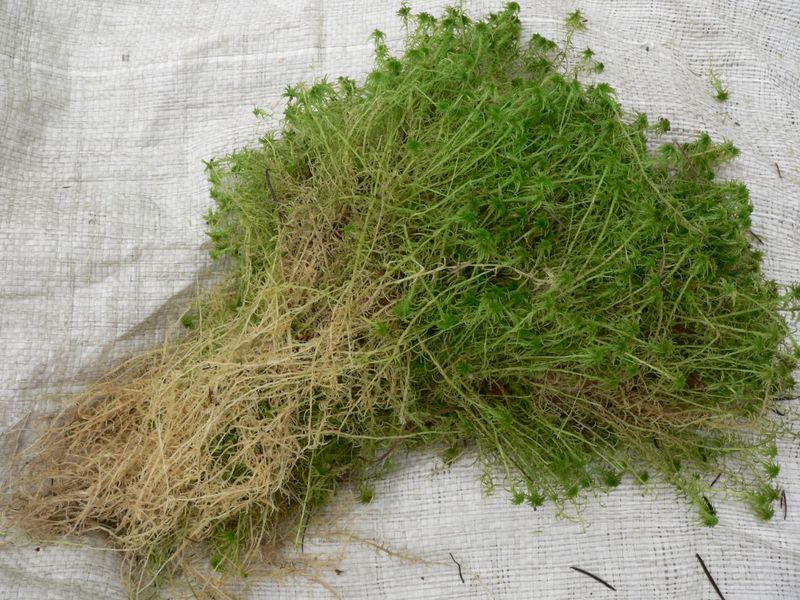 Sphagnum at home needs to be spread out to dry