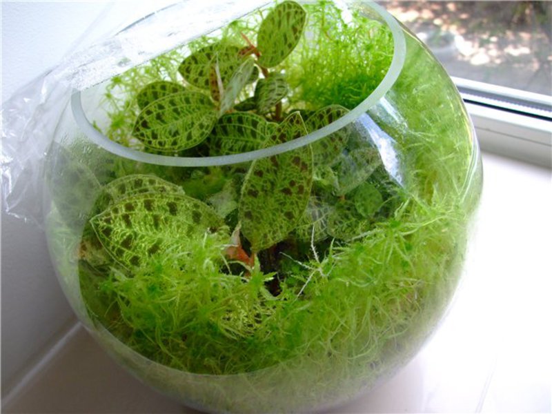 Sphagnum thuis kan worden gekweekt in een pot of aquarium.