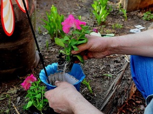 ميزات ومبدأ زراعة زهور البتونيا