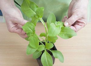 المتطلبات الأساسية لزراعة زهور البتونيا
