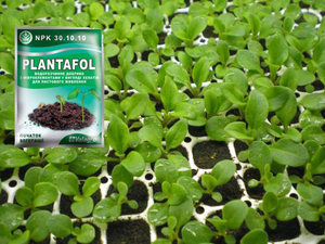 Opis gnojiva za hranjenje sadnica petunija za dobar rast