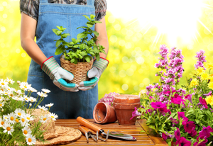 Anbefalinger fra erfarne blomsterhandlere