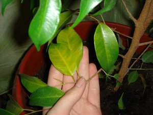 Ficus benjamin ostavlja suho