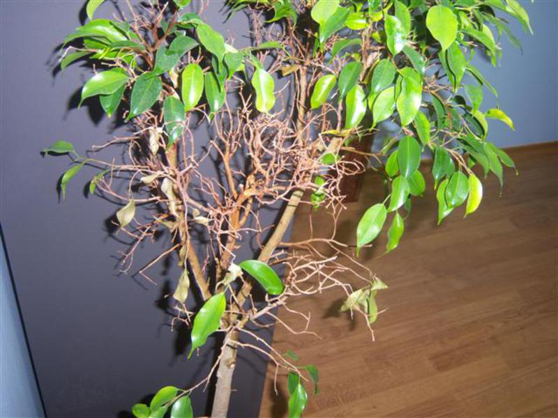 Ziekten van Ficus benjamin