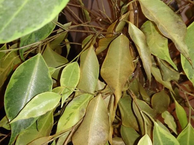 Ficus benjamin en zijn ziekten