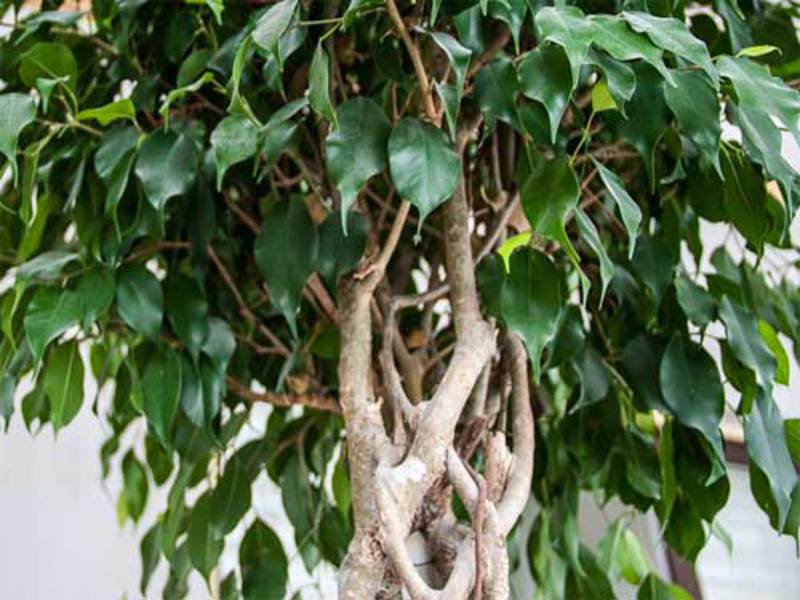 Ficus plagen