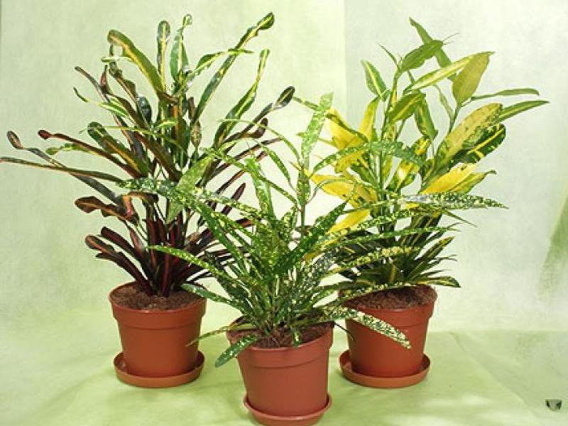 Conditions for indoor flowers