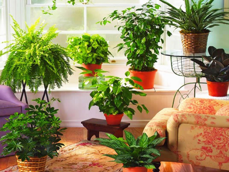 Šešėlius mėgstantys kambariniai augalai