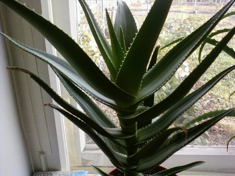 Aloe properties