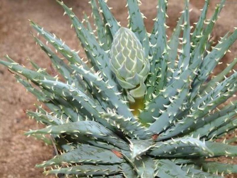 Wie wird Aloe-Saft verwendet?