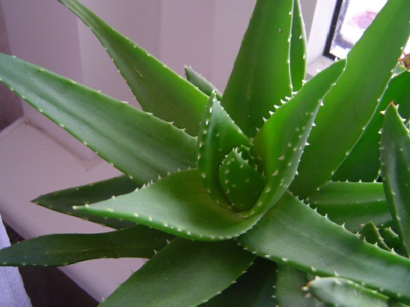 Aloe helbreder sår og betennelser
