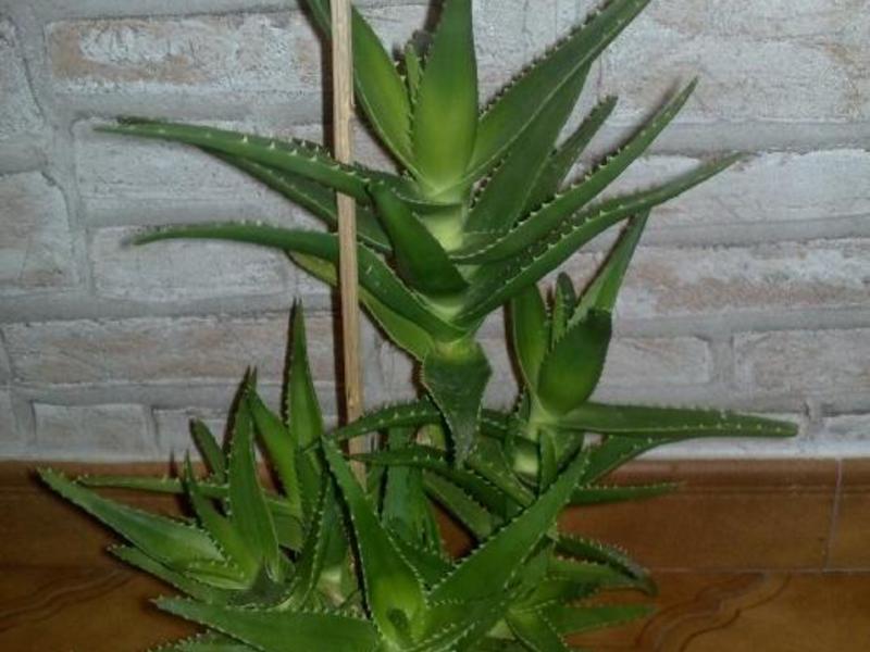 Aloe mehu