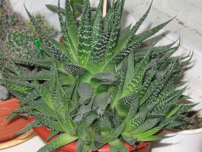 Welche Aloe wird zur Heilung verwendet