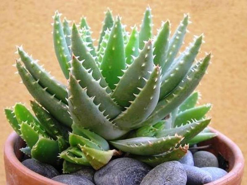 What properties does aloe have?