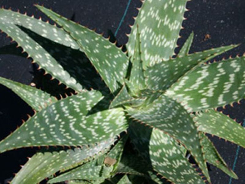 How to grow aloe at home