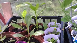 כיצד לגדל צמח אוסטאוספרם