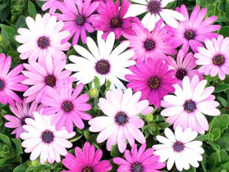 Σπορόφυτα λουλουδιών - Osteospermum